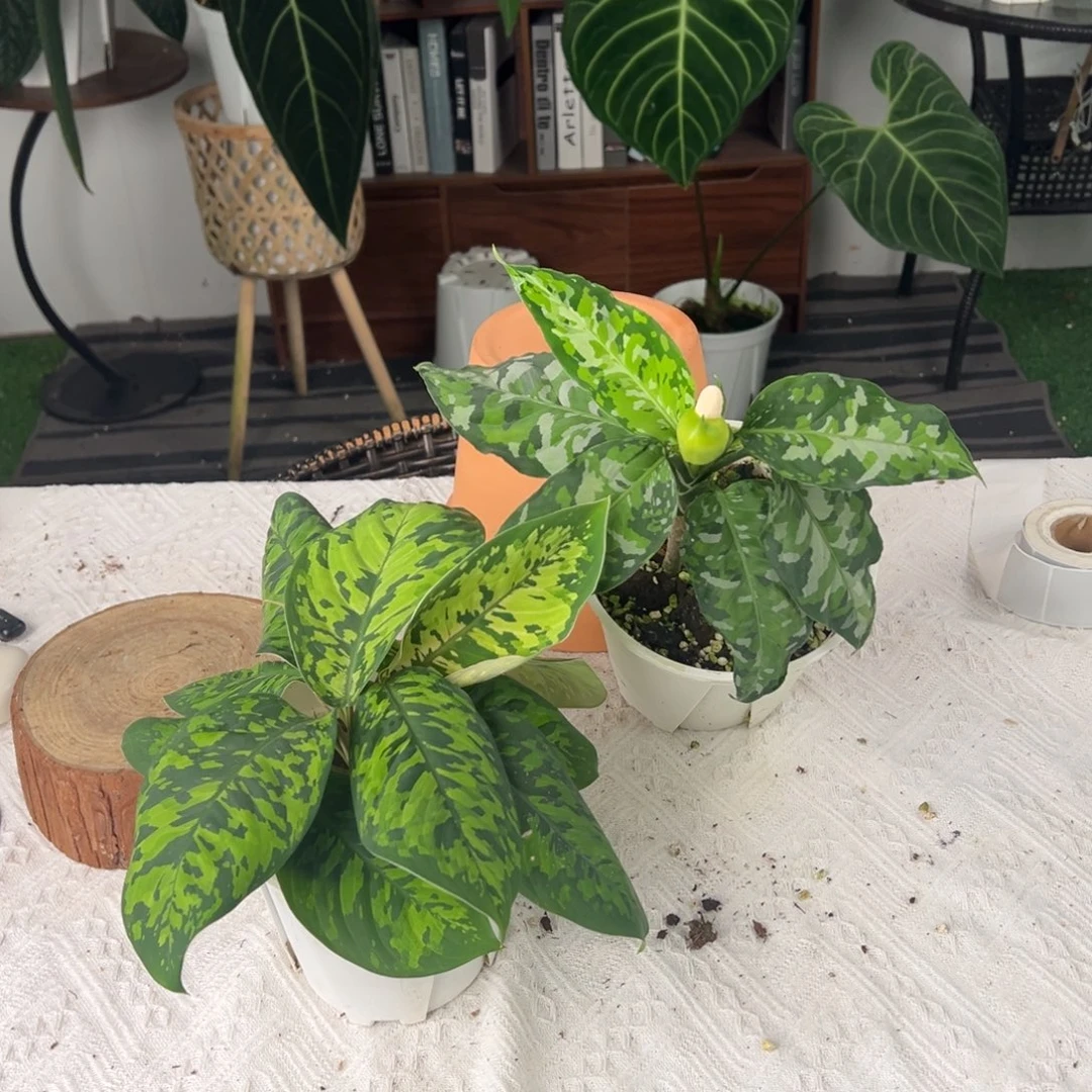 完全开放迷彩千年健➕迷彩安达曼