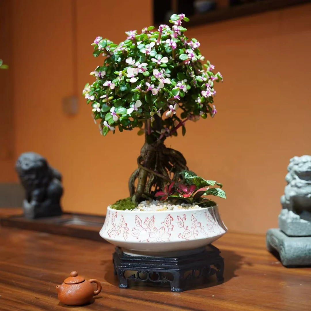 金枝玉叶老桩盆景室内好养茶桌书桌办公室会所
