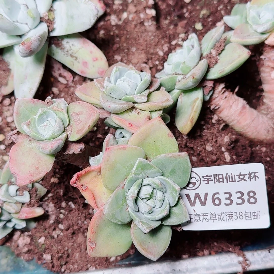 派****6338泡芙苹果叶多肉