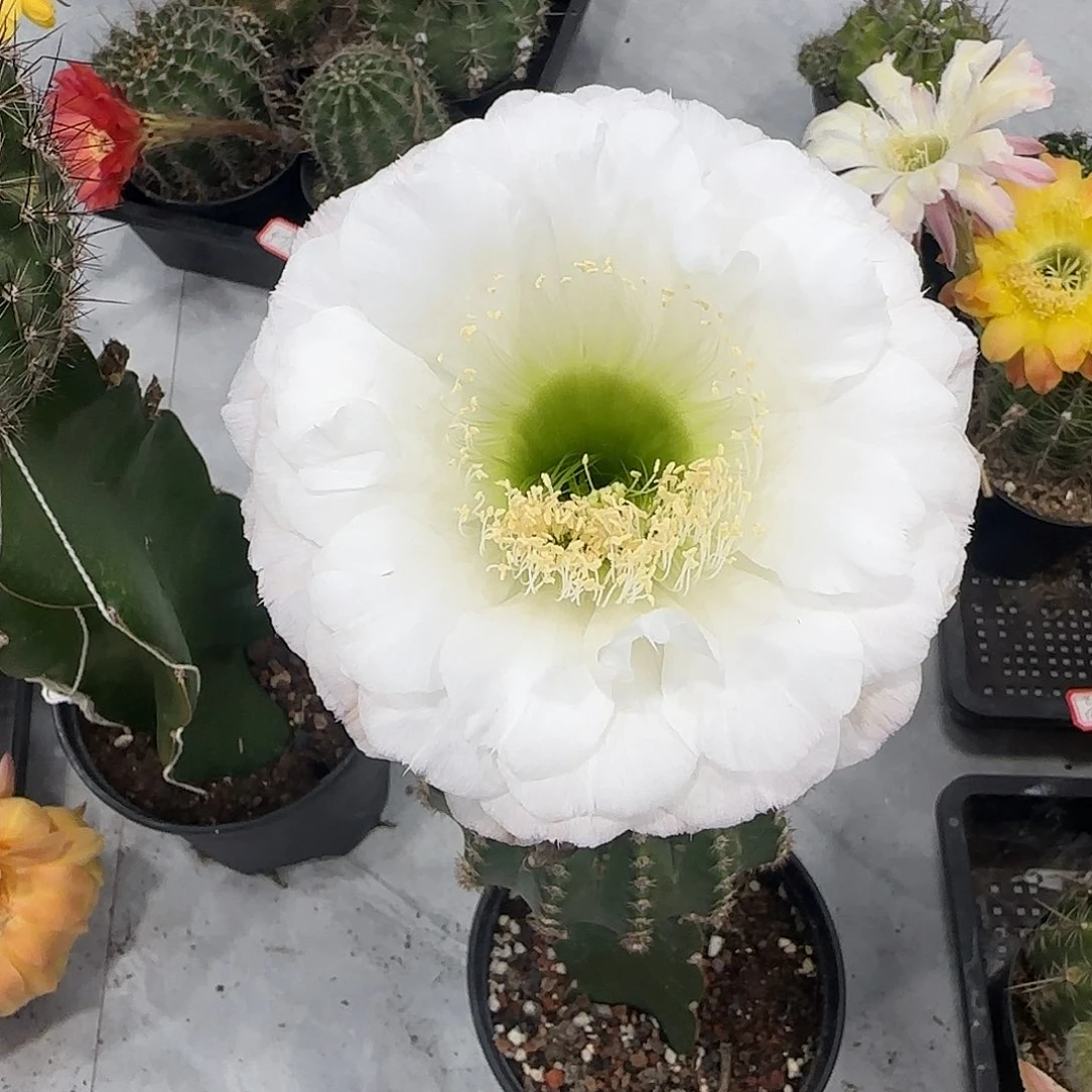 兰光彩草白花侧芽3-4公分