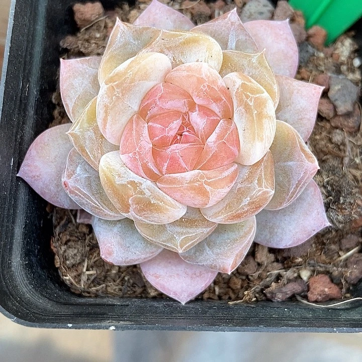 多肉植物988多肉