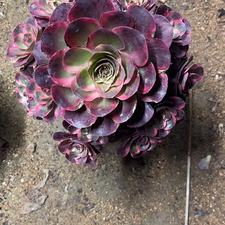 多肉植物枚金玫瑰锦……
