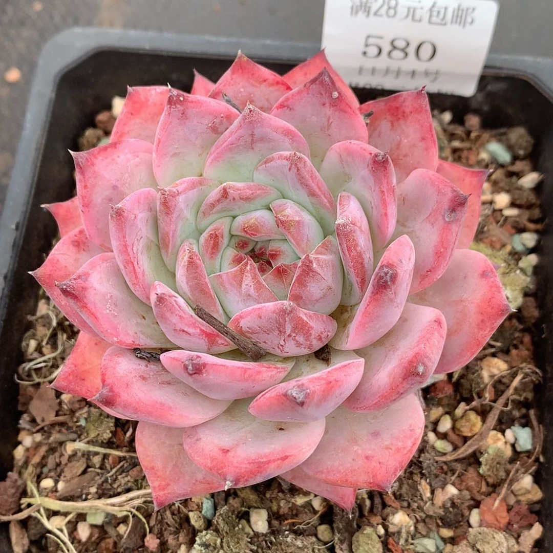 【闪购商品】云580号