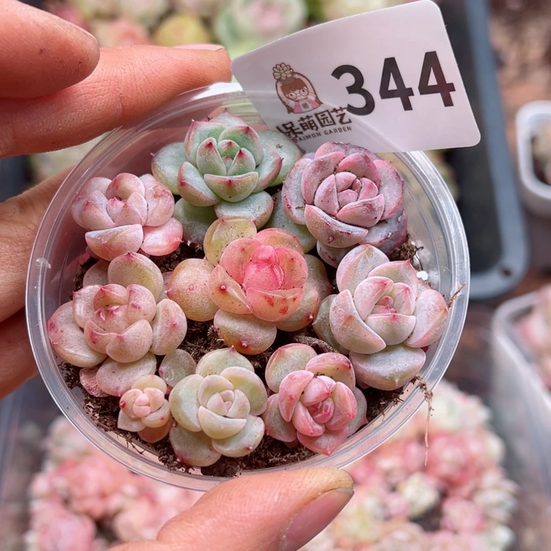 多肉植物多肉植物