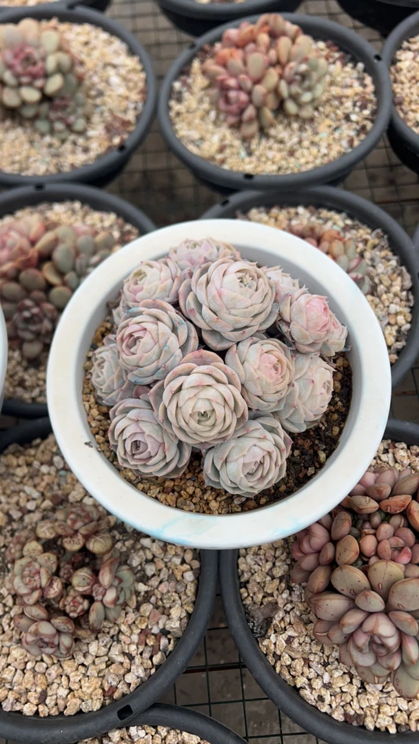 蛋总蓝色惊喜多肉植物