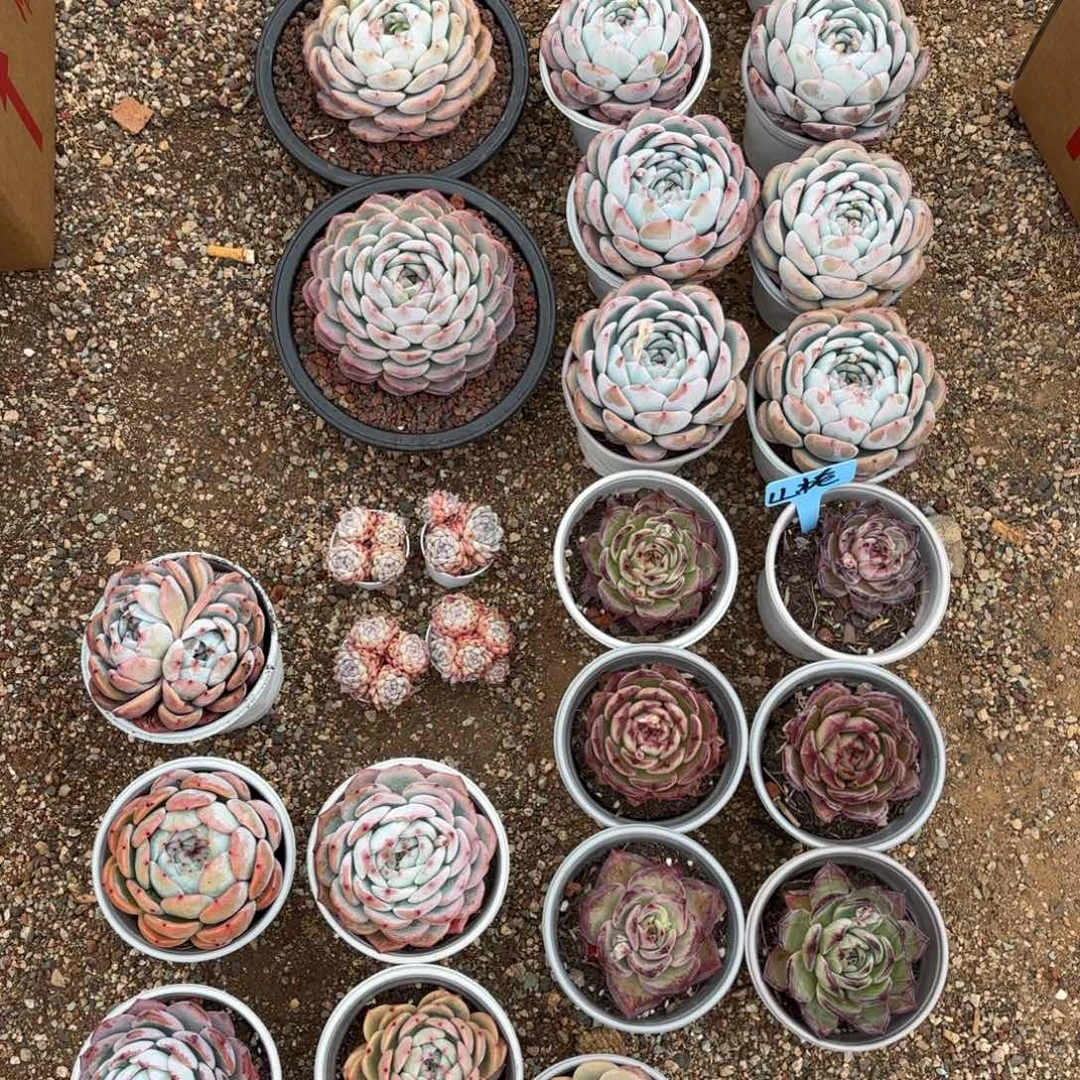 山至妹妹的多肉好看