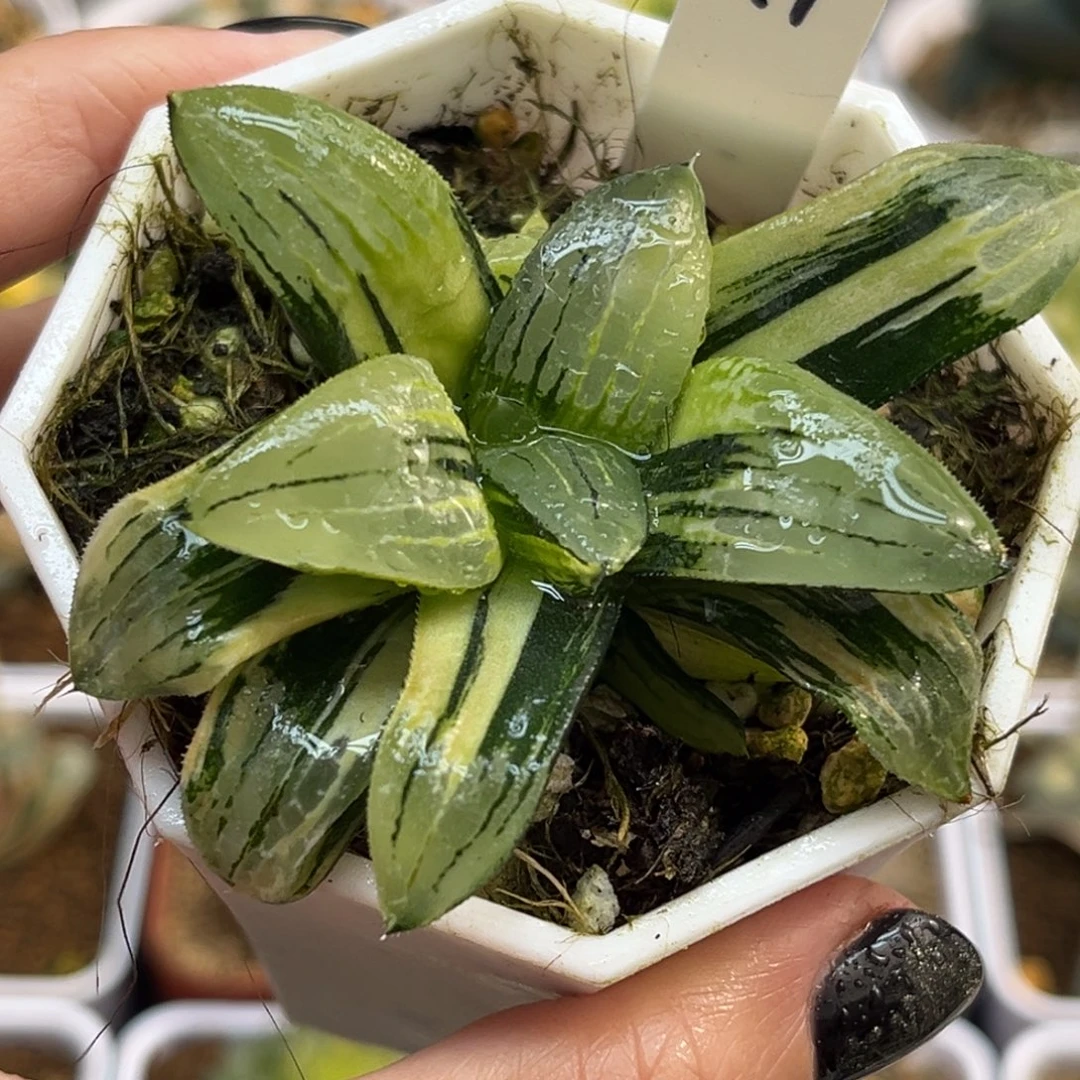 71大空克锦带仔福利专场