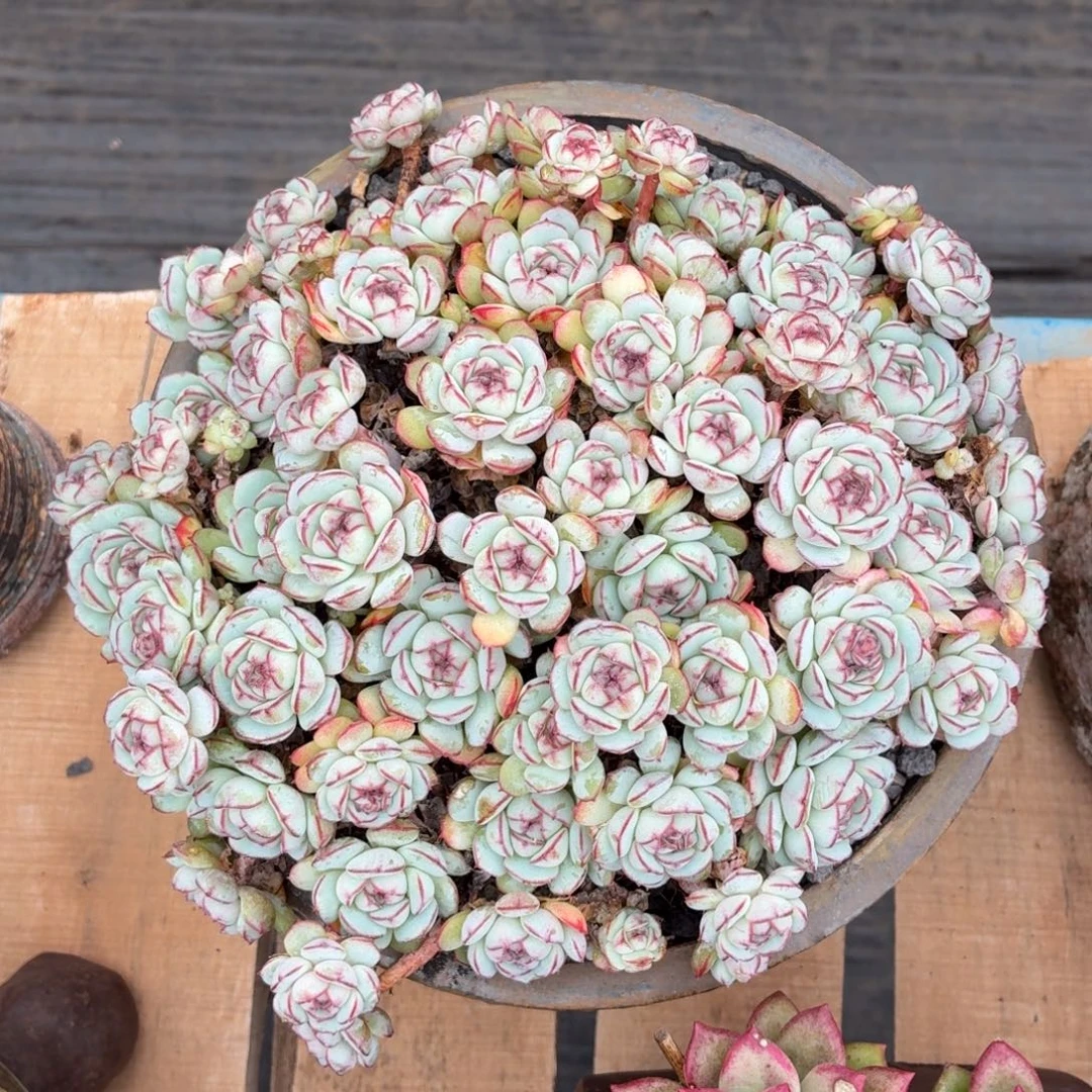 多肉植物 小红船-4