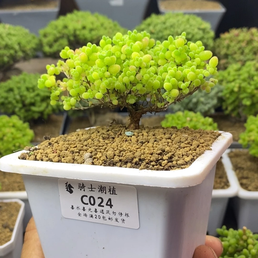 024蜜橘糖球枝干