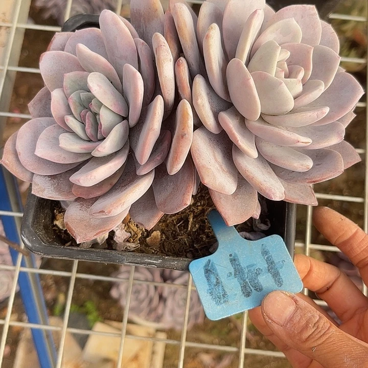 -***拉两单包邮，一物一拍，41