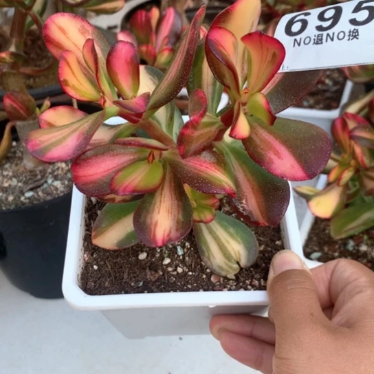 695 卷叶脱土发货