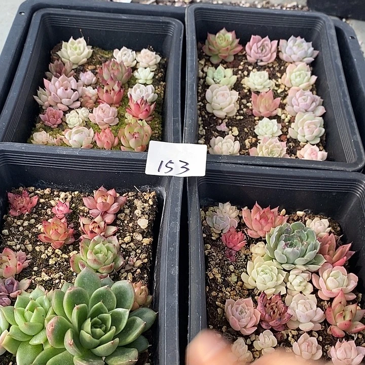 153 多肉植物盆栽花卉