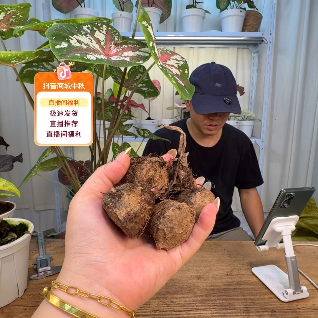 无花朵盲球   5个  2-3公分