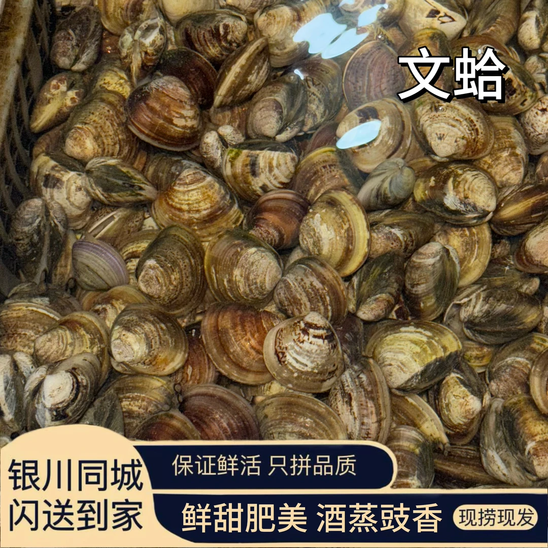 鲜活文哈（一斤）宁夏银川包邮 单拍不送！！！