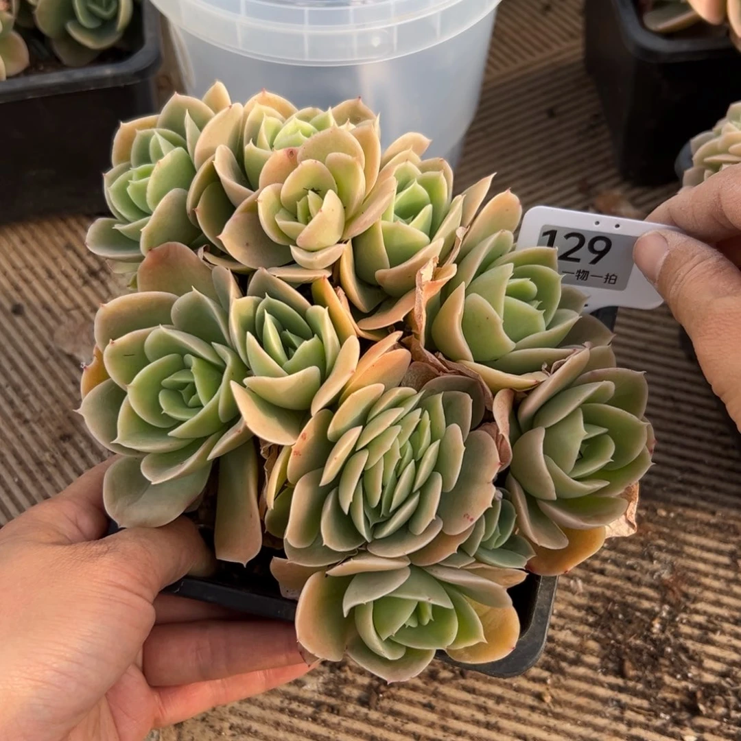 喵***织129、风风光光哥哥发法国