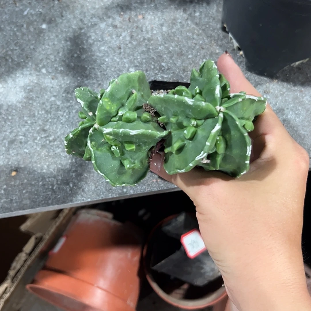 D***理实生鸾凤玉一物一拍