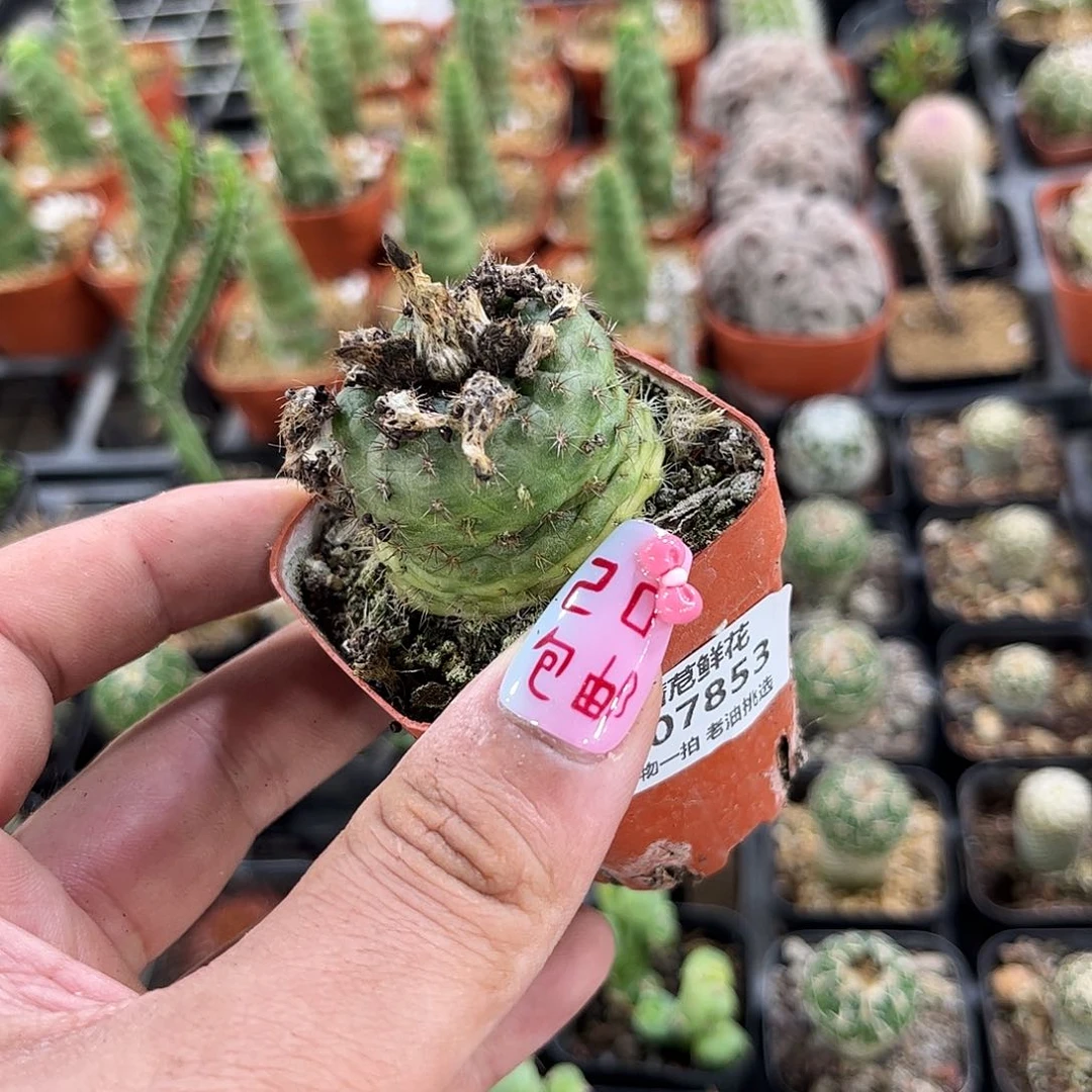 h***a107853一物一拍单头发货