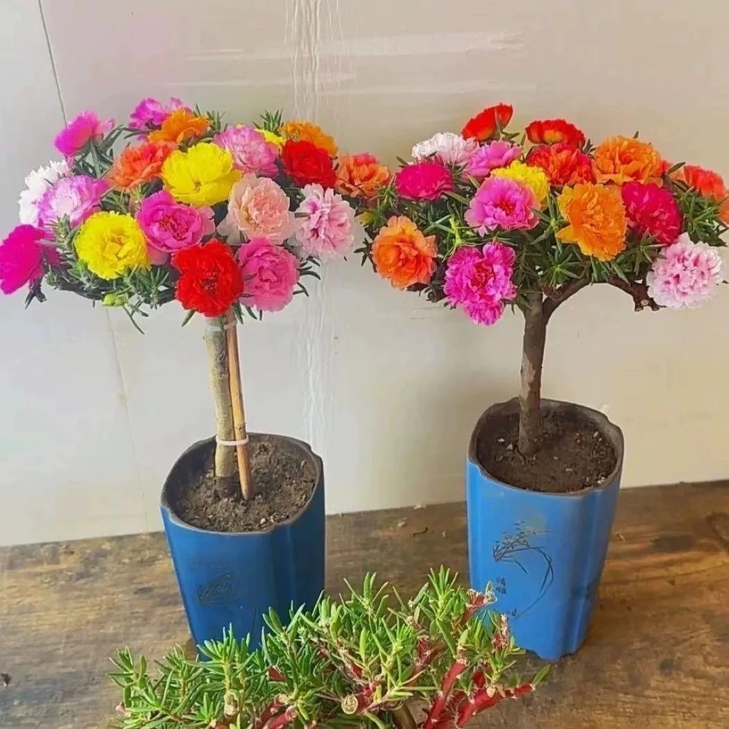 （拍一发四）一颗多色重瓣太阳花老桩苗宿根木本多年生四季开花