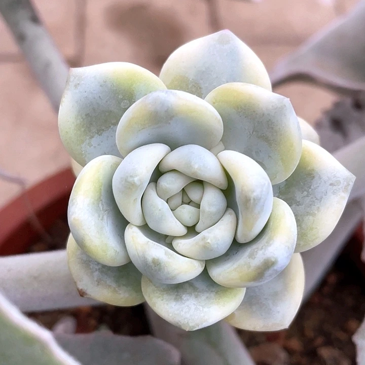 霜花锦一物一拍锦龙