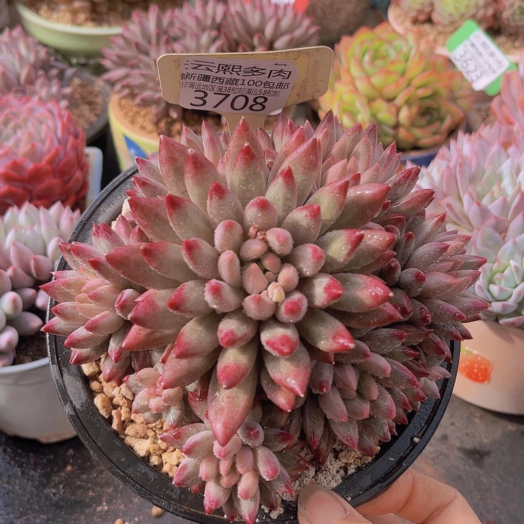 3708车厘子多肉植物