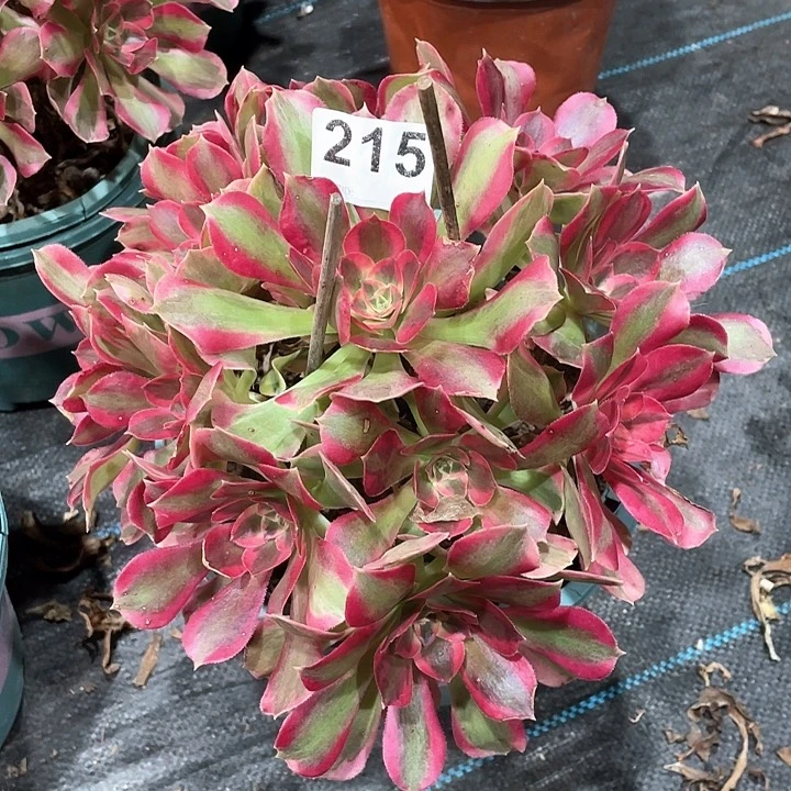 粉女郎215  冠幅23