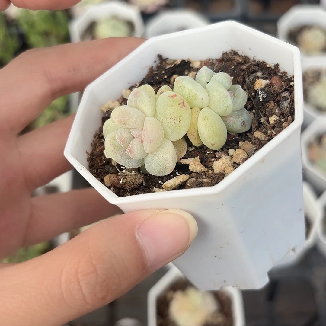 精品冰玉石化多肉植物