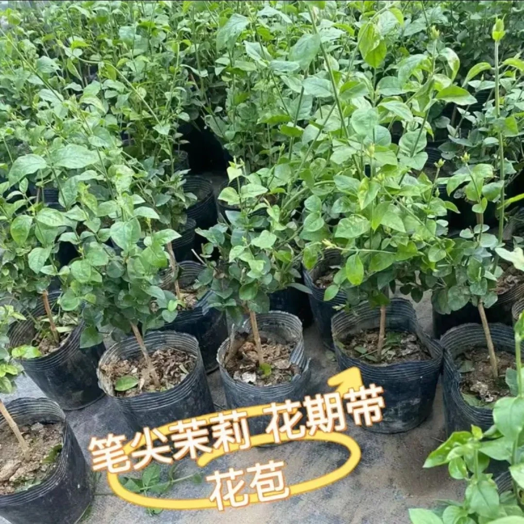 【香气扑鼻】单瓣笔尖茉莉独杆室内客厅盆栽绿植阳台四季盆景开花卉