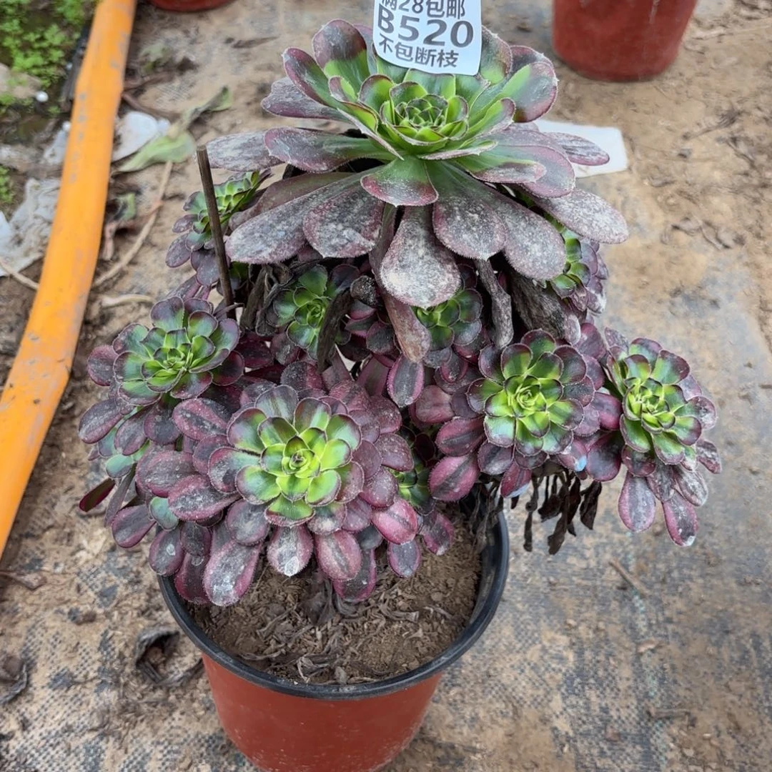 K. 520冰淇淋多变异多肉