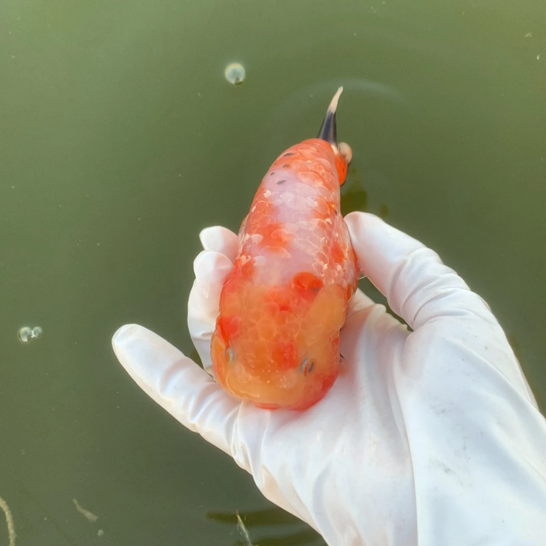 金鱼特色粉甲麒麟