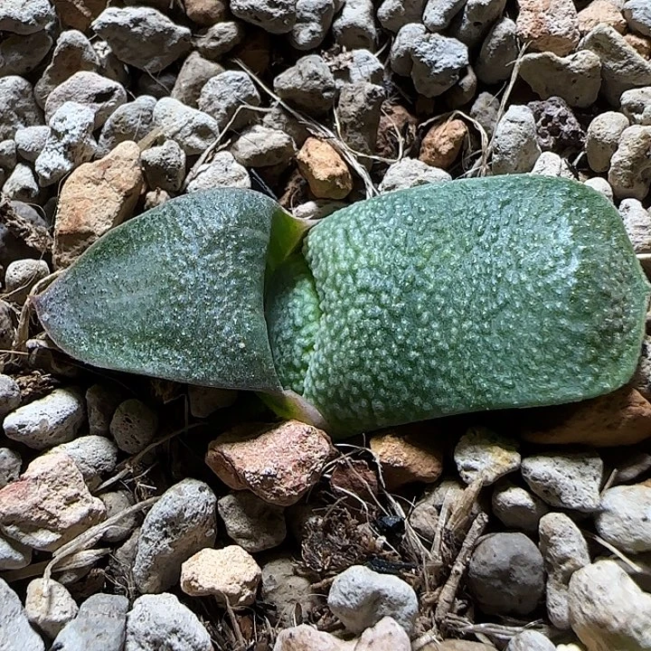 特选4号方体白釉锦实生