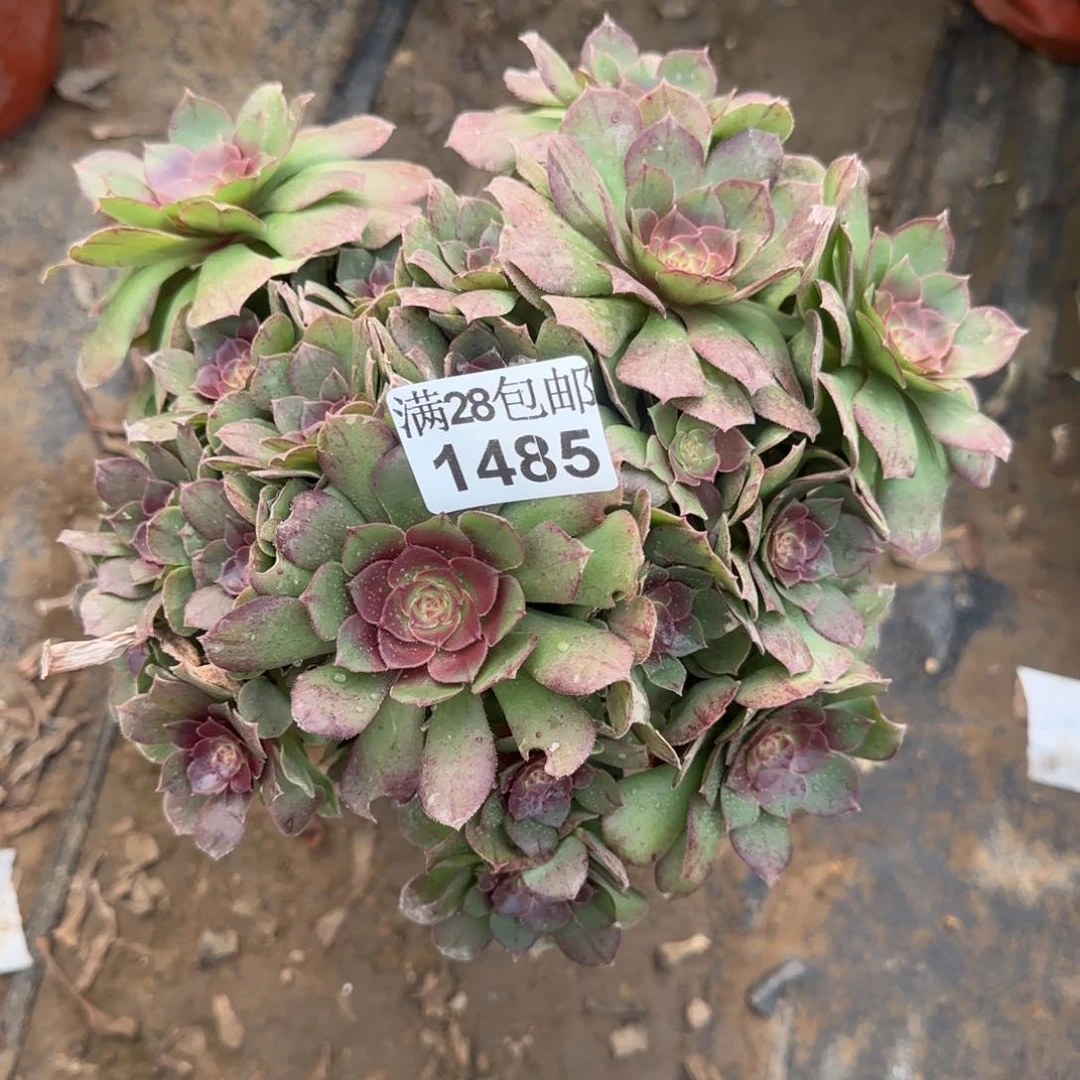 沙拉万多肉1485满28包邮断枝不包瑕疵