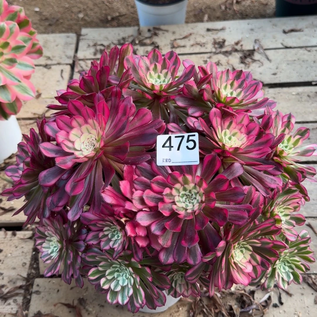 475红铜多肉植物