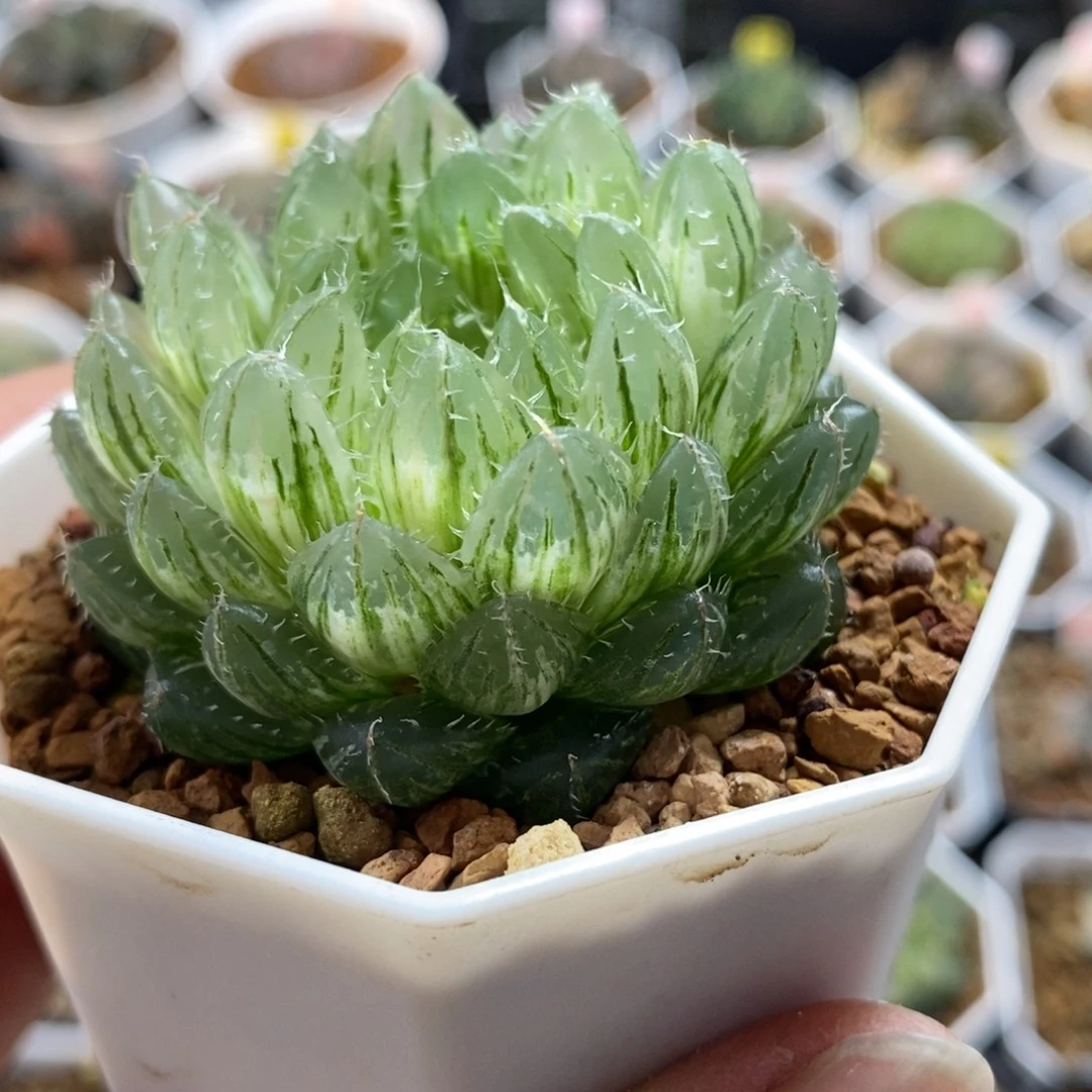 113翠云玉露锦一物一图