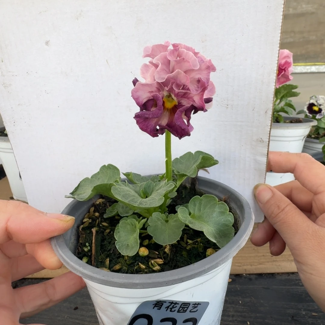 无花朵023号角堇