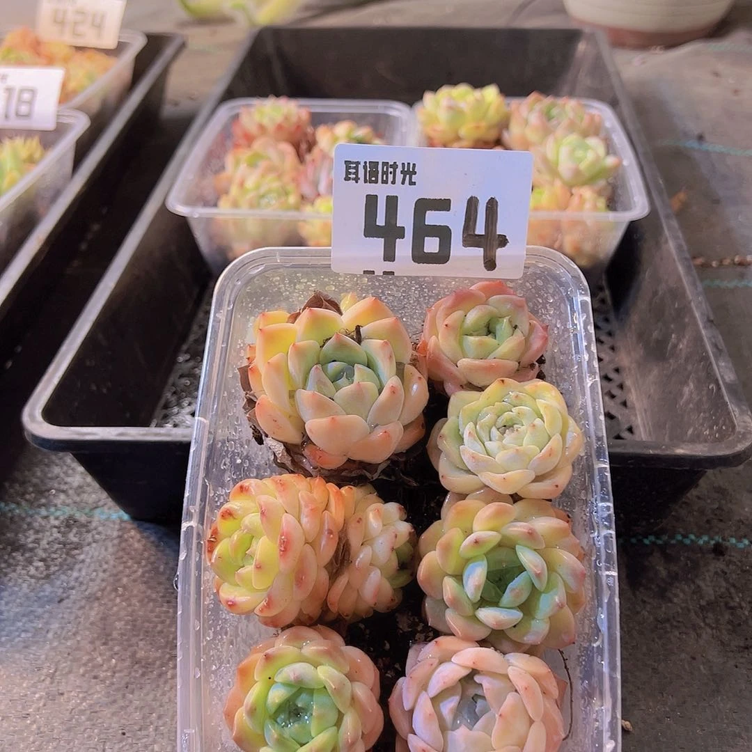 464拼盘，多肉植物