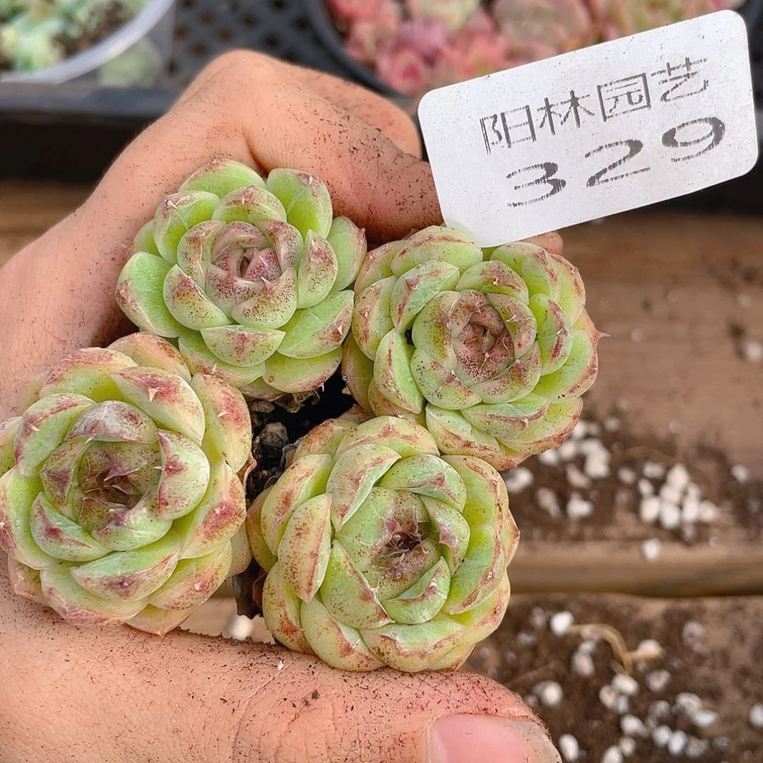 多肉植物多肉植物329