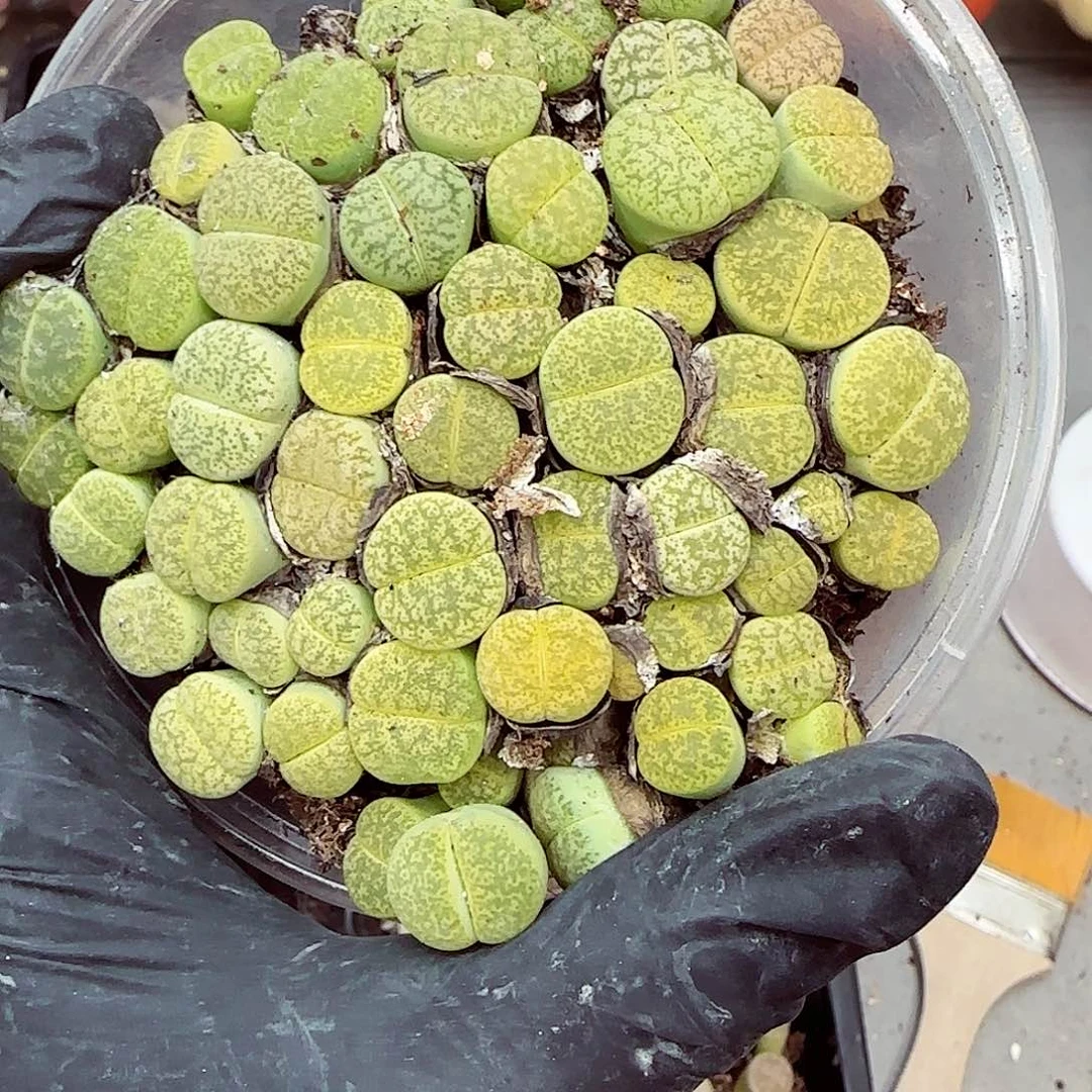 生石花满18包邮1014-36