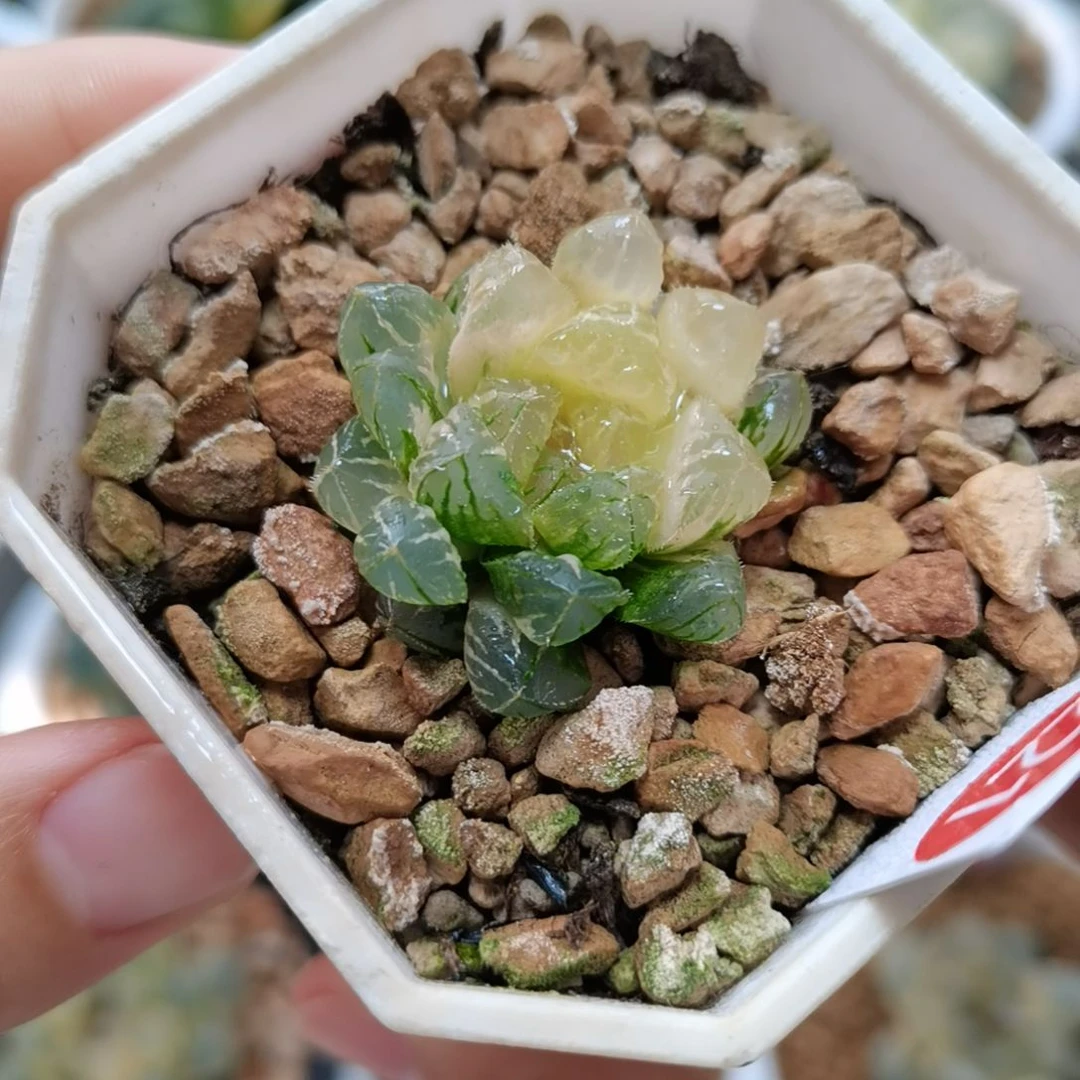 221号蓝镜玉露锦一物一拍带盆土发货满38包邮