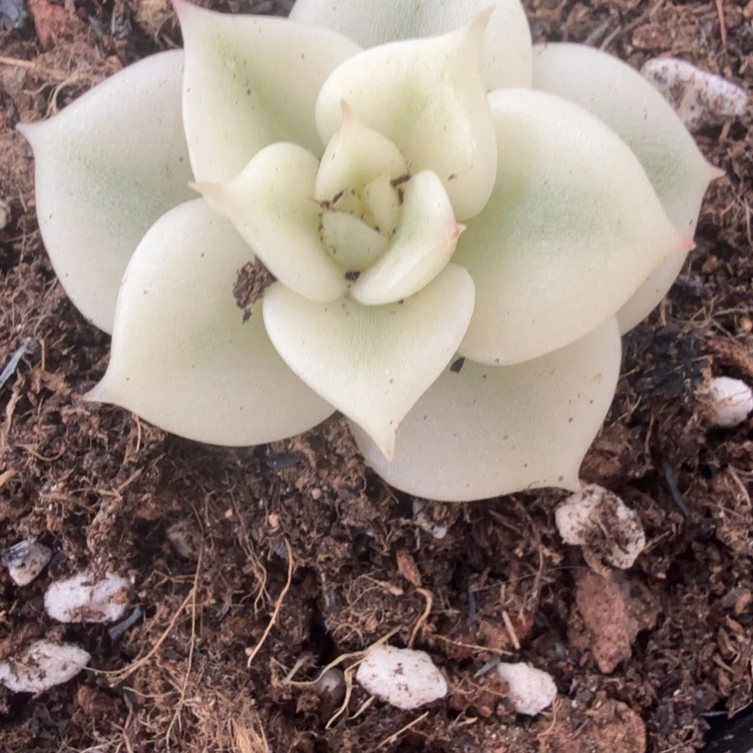 贝加尔湖锦多肉锦