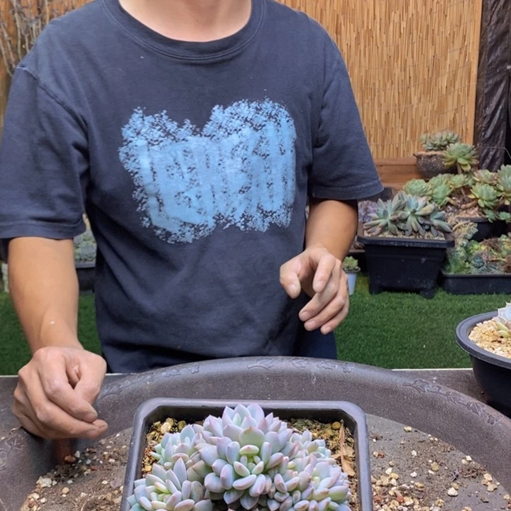 猪***婆333号星星橙多肉植物