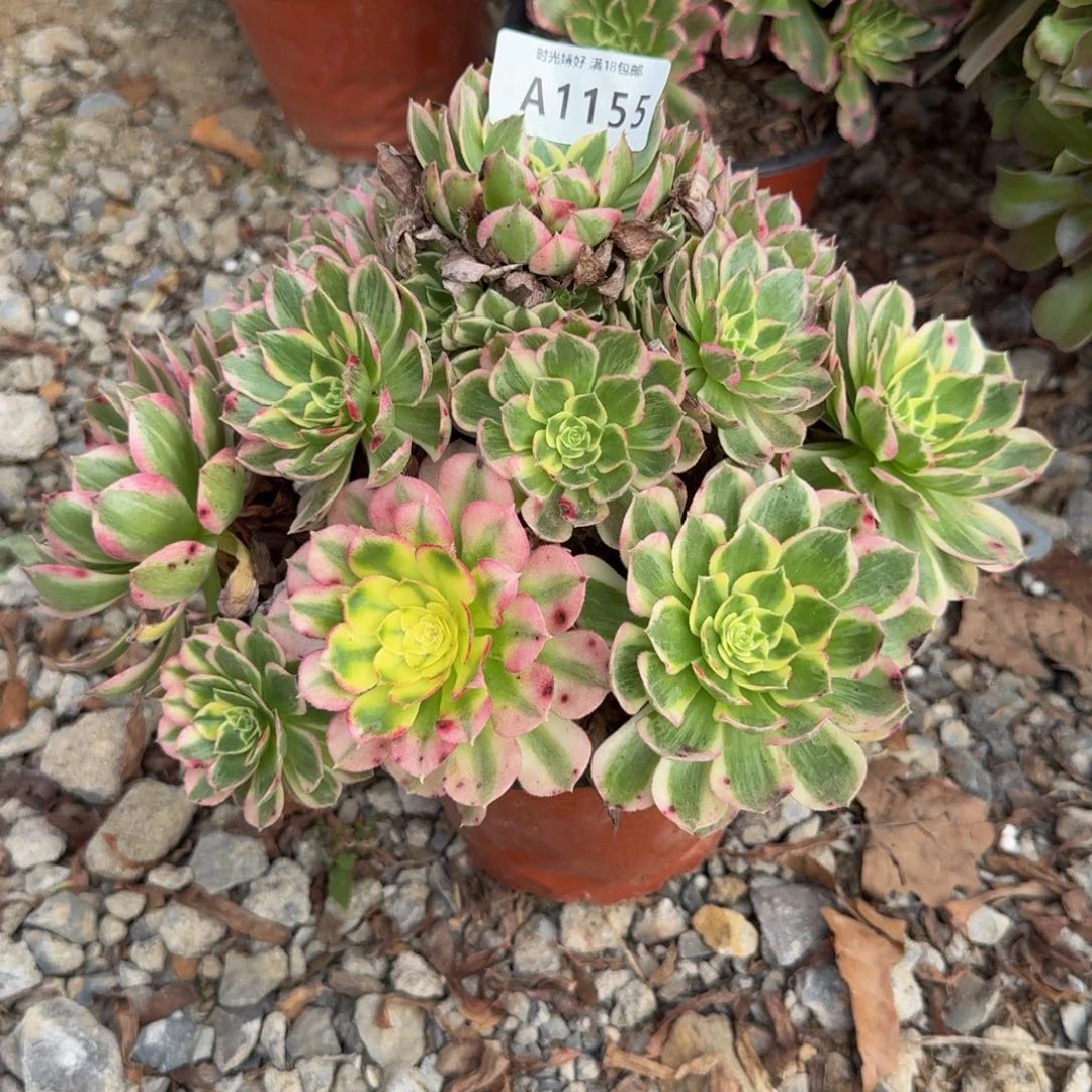 1155海王。多肉植物
