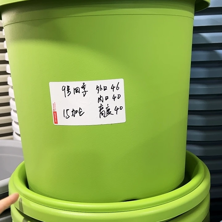特价9号四季口46高40果绿无托2只
