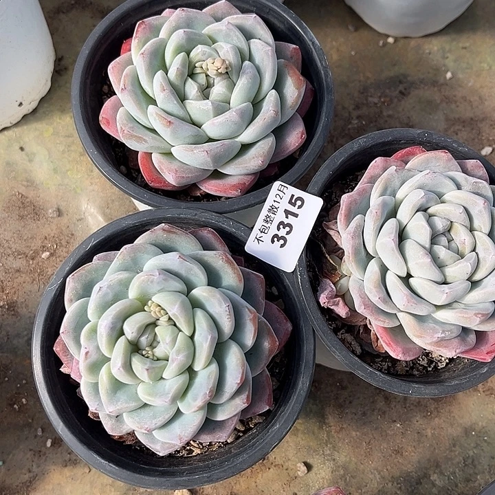 阿雅园艺。     3315