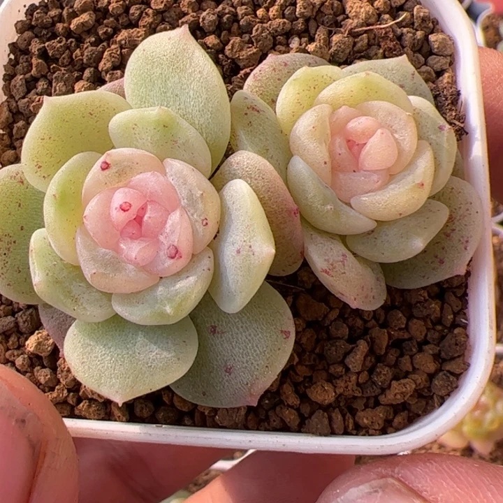 一盆俩开播福利，一物一拍精品糖心，尺寸不大介意勿拍