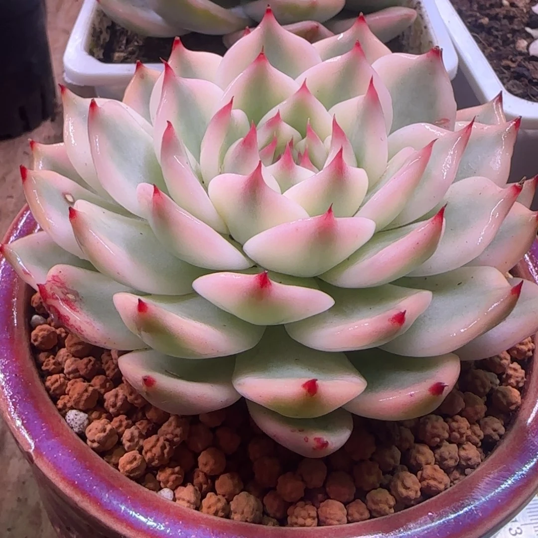 吉娃娃锦 多肉植物