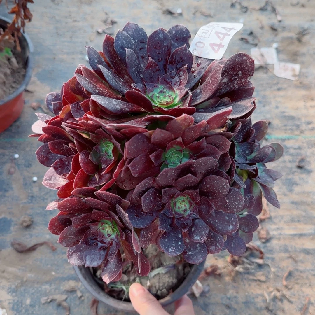 赤焰莲多肉444满20包邮断枝不包