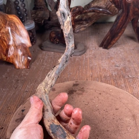 黄花梨/降香黄檀陌*