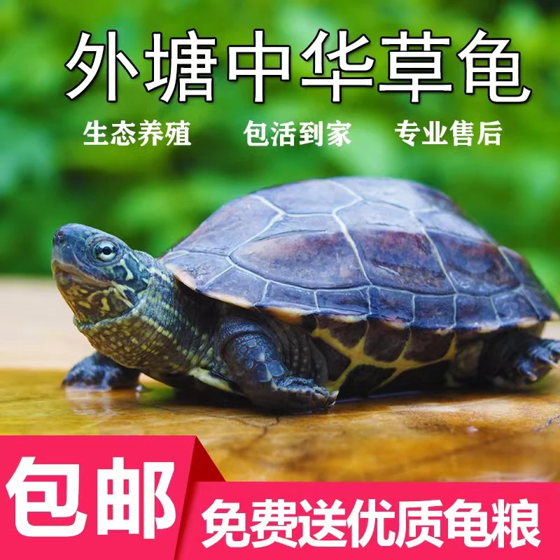 中华草龟【背甲5至6厘米】1只
