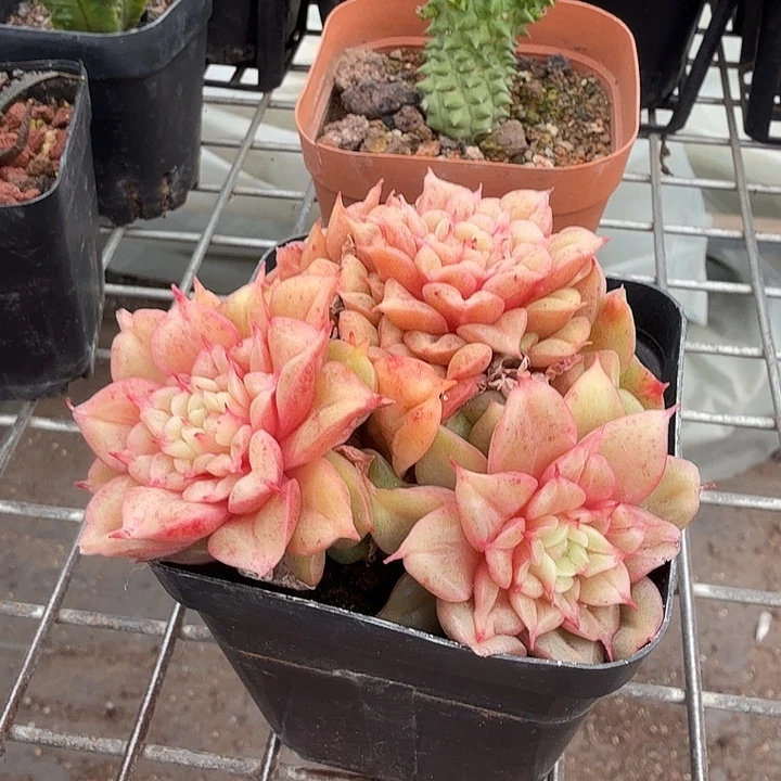 特斯拉多头群7仙人球