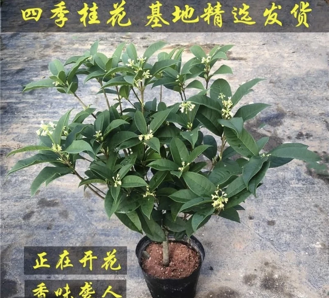 福利四季桂花四季开花开花香型室内植物庭院地栽盆景盆栽好养易活